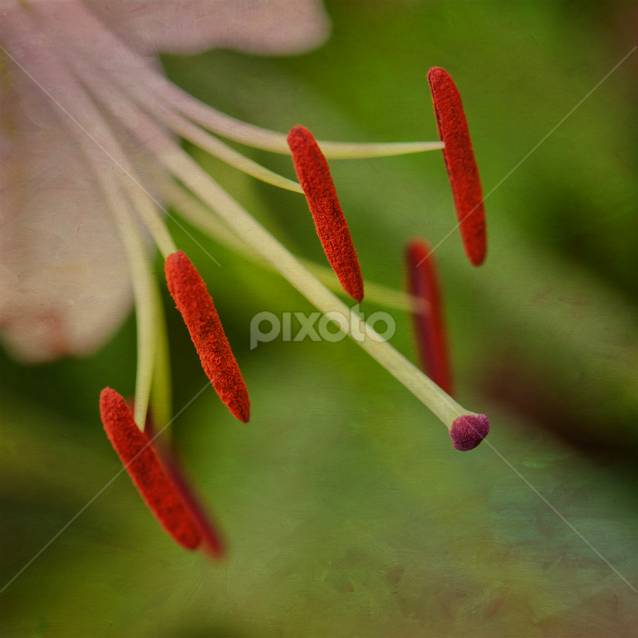 Four Amigos by Jean-Pierre Ducondi - Nature Up Close Gardens & Produce