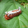 Shag Carpet Caterpillar - Oruga de Terciopelo