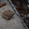 Northern cricket frog