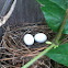 Dove eggs