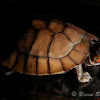 Philippine forest turtle