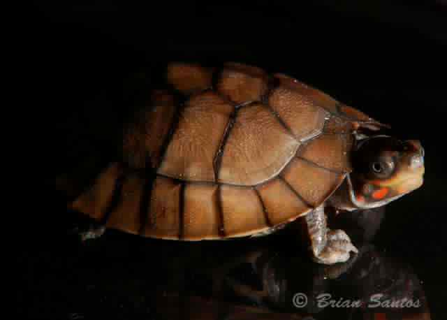 Philippine forest turtle