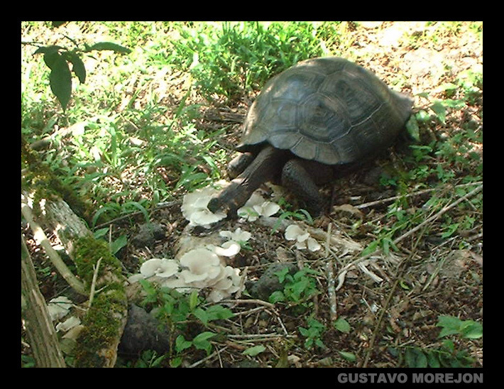 Galapagos giant tortoise / Tortuga gigante de Galápagos