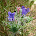 Viper's Bugloss or Blueweed