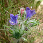 Viper's Bugloss or Blueweed
