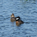 Hooded Merganser