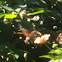 Collibri - hummingmoth - hummingbird hawkmoth