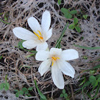 Spring Crocus / Bijeli šafran
