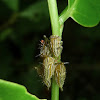 Membracid treehopper Nymphs