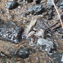 Common Frog - Skokan hnědý