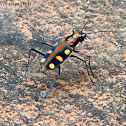 Tiger Beetle