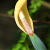 Colocasia antiquorum (野芋)