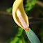 Colocasia antiquorum (野芋)