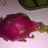 Dragonfruit