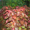 Copperleaf bush