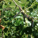 Spiny elm caterpillar  Larval stage of the Morning Cloak Butterfly.