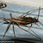 Assassin bug & longhorned beetle