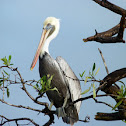 Pelicano pardo