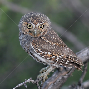Elf Owl by Terry Sohl - Animals Birds