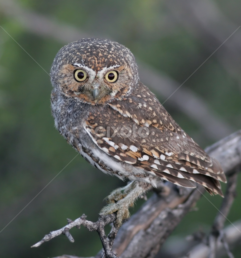 Elf Owl by Terry Sohl - Animals Birds