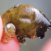 Snail Shell