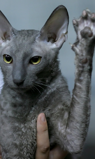 Cat Salute Live Wallpaper Screenshots 1
