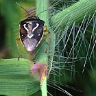 Mormidea Stinkbug