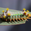 Cup moth caterpillar