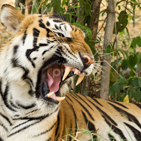 Don't Piss Me off! by Madhujith Venkatakrishna - Animals Lions, Tigers & Big Cats