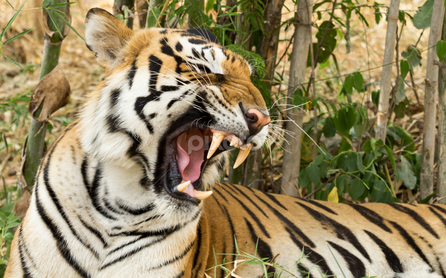 Don't Piss Me off! by Madhujith Venkatakrishna - Animals Lions, Tigers & Big Cats