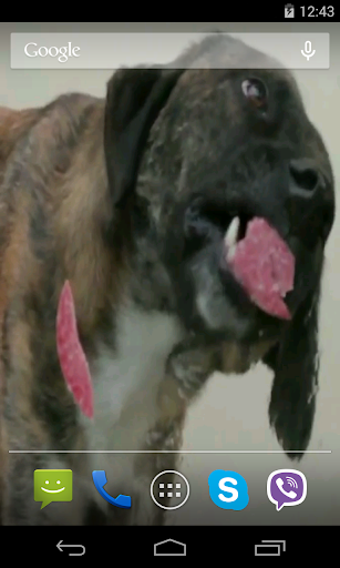 Dog Licks Screen Video LWP