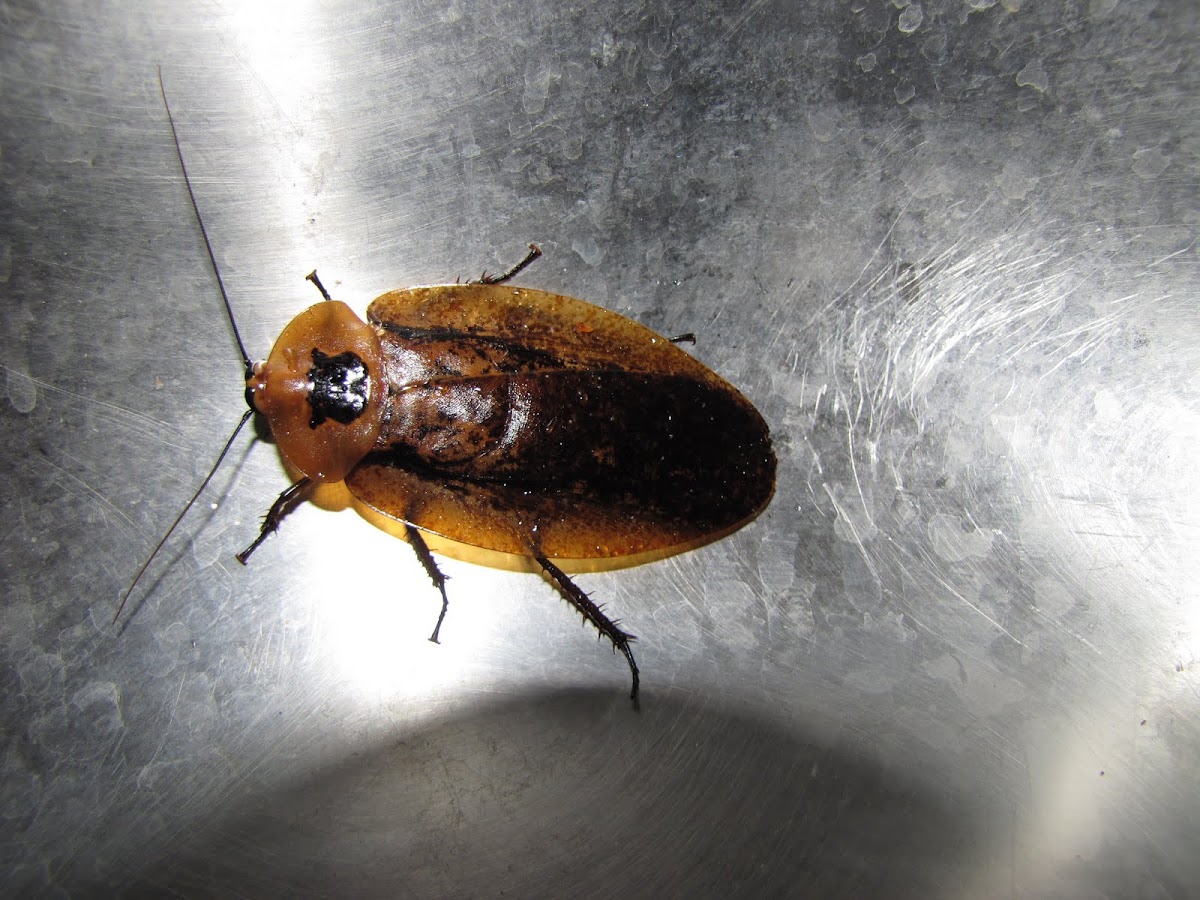 Peppered cockroach