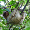 Hoffmann's two-toed sloth (juvenile)