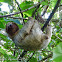 Hoffmann's two-toed sloth (juvenile)