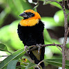 Black-winged Red Bishop