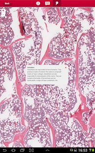 multeBook Histology Screenshots 2