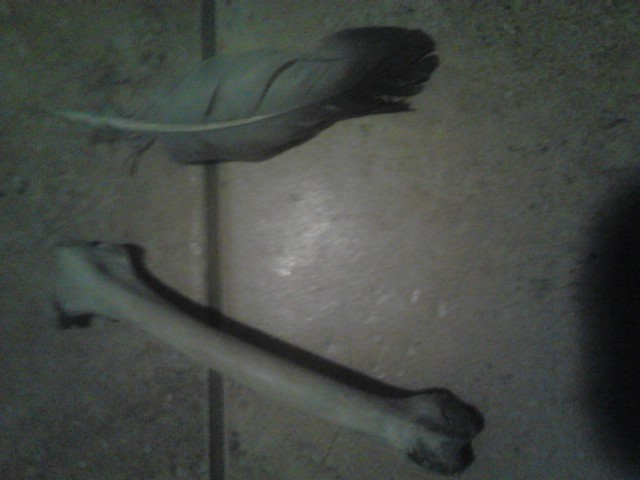 Gull leg bone and underfeather
