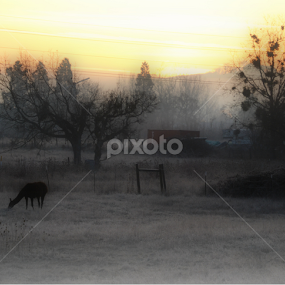 Frosty by Diana Orey - Landscapes Sunsets & Sunrises