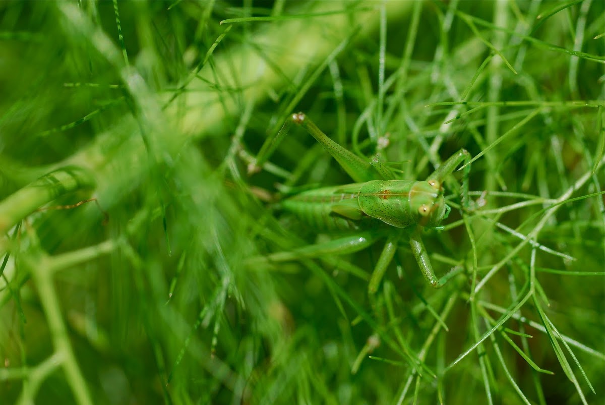 Great Green Bush-Cricket, 