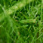 Great Green Bush-Cricket, 