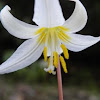 avalanche lily