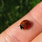 Seven-spotted Ladybeetle