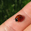 Seven-spotted Ladybeetle