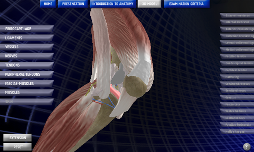 Anatomy Knee