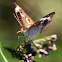 Common Buckeye