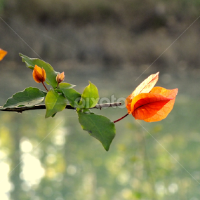 by Sayantan Das - Flowers Flowers in the Wild