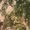Sulfur Crested Cockatoo