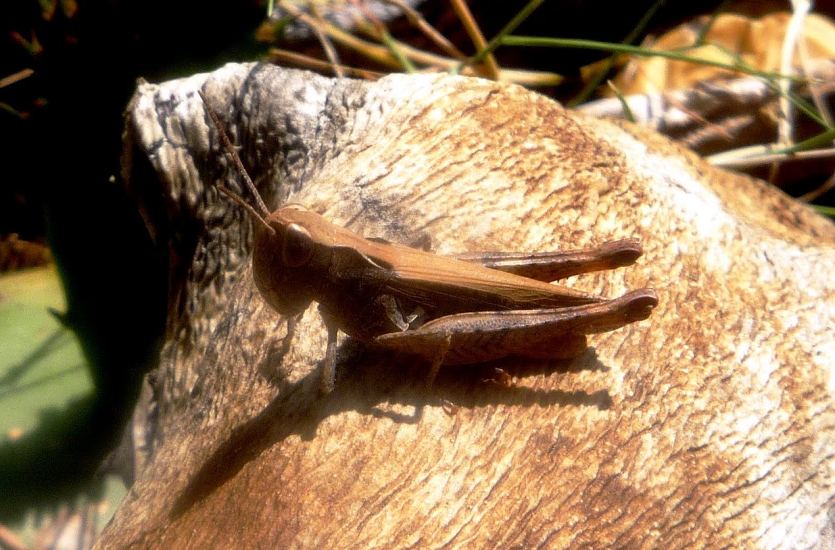 Saltamontes o langosta