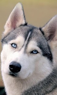 How to install Animals Wallpapers lastet apk for android