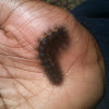 Salt Marsh caterpillar